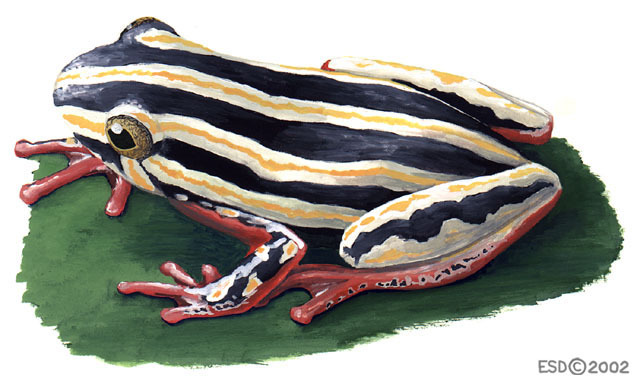 Vertebrata