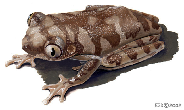 Lissamphibia