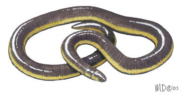 Ichthyophis glutinosus