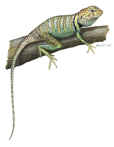 Vertebrata