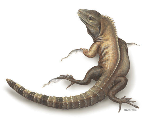Iguanidae
