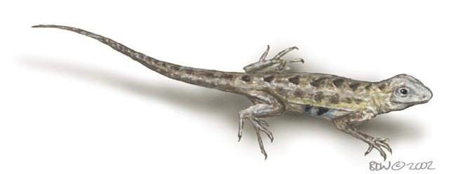 Vertebrata