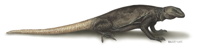 Vertebrata