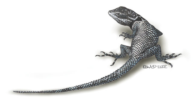 Sceloporus_jarrovii