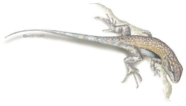 Phrynosomatidae