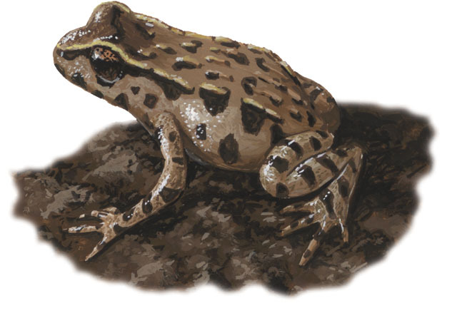 Vertebrata