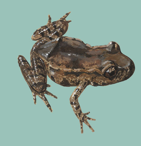 Vertebrata