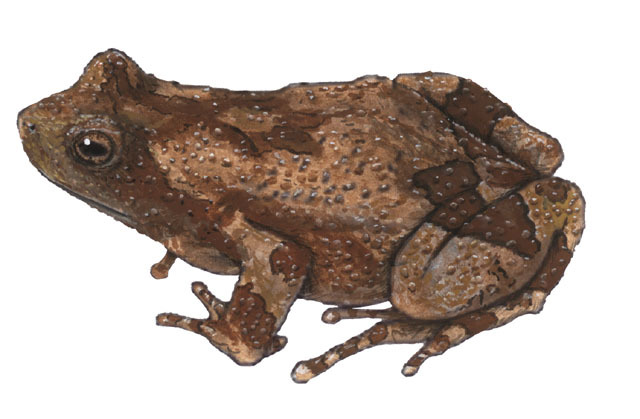 Lissamphibia