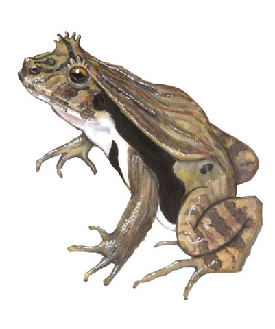 Lissamphibia