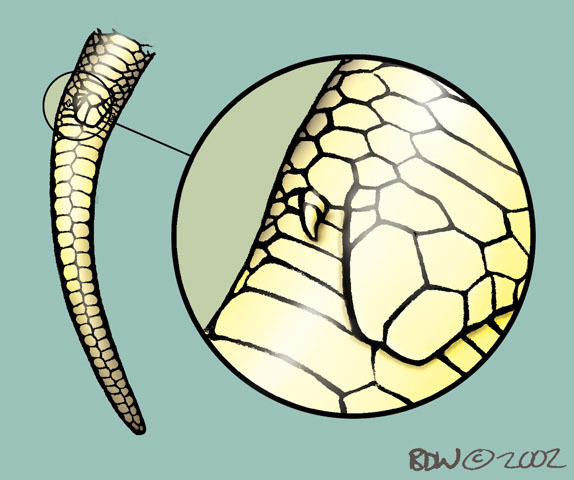 Gnathostomata