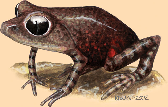 Megophryidae