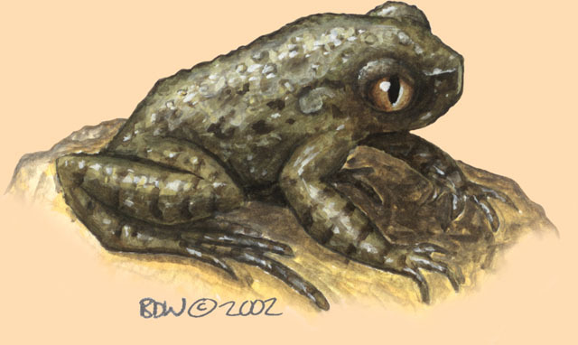 Leptolalax_pelodytoides