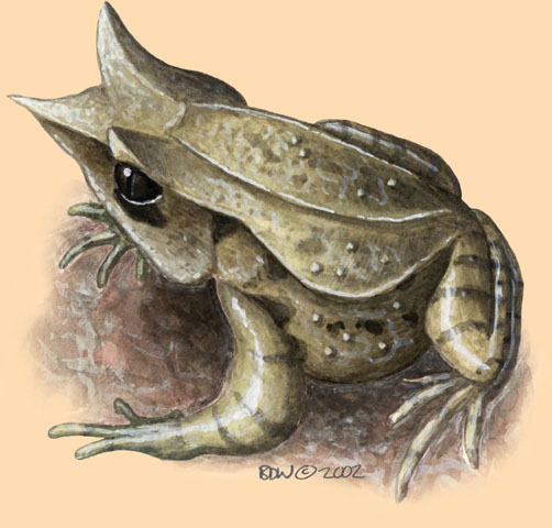 Megophryidae