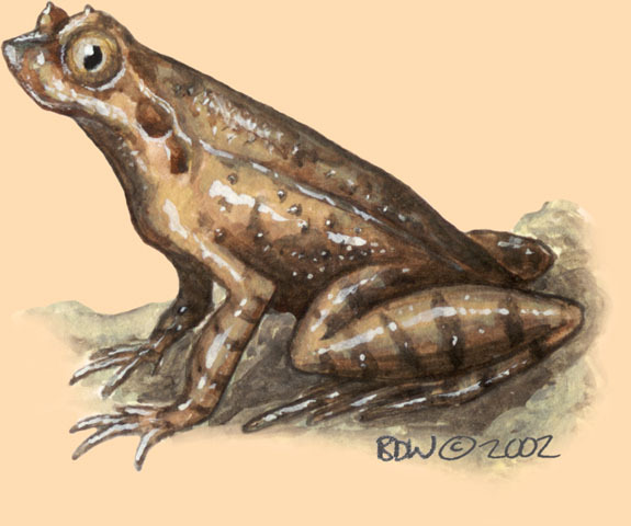 Sarcopterygii