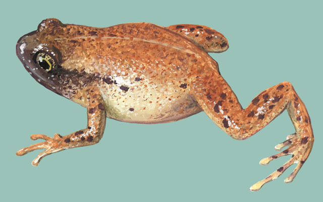 Lissamphibia