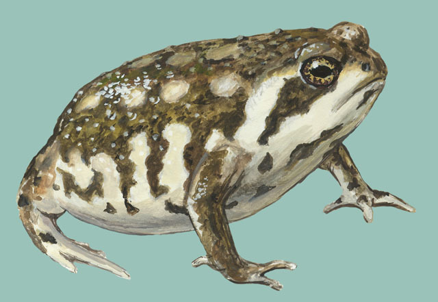 Breviceps_adspersus