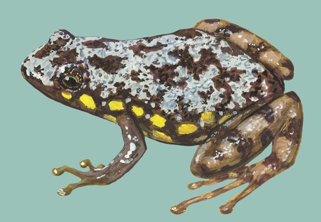 Lissamphibia