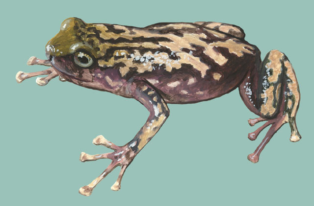 Vertebrata