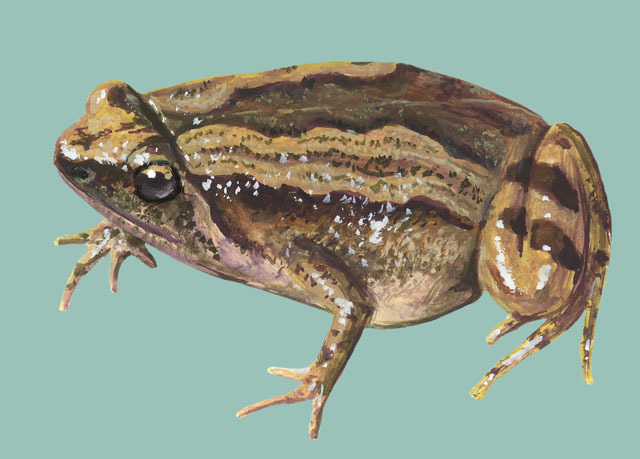 Microhylidae