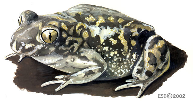 Lissamphibia