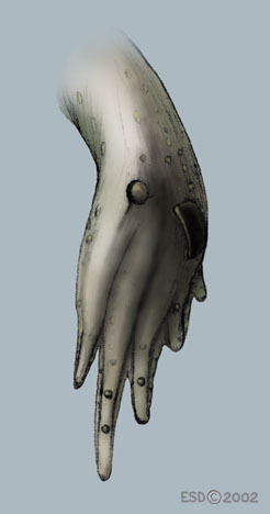 Vertebrata