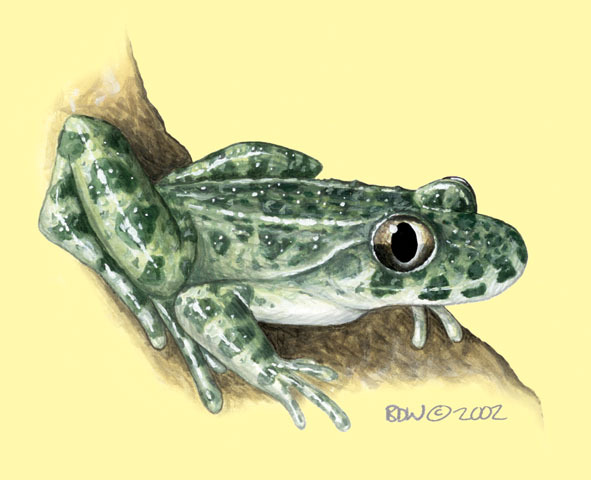 Pelodytes_punctatus