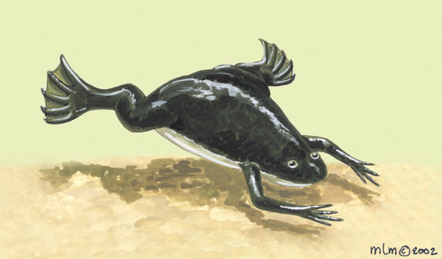 Lissamphibia