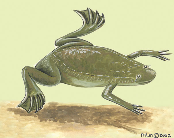 Xenopus muelleri