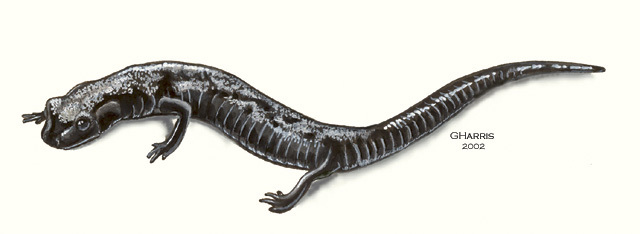 Euteleostomi