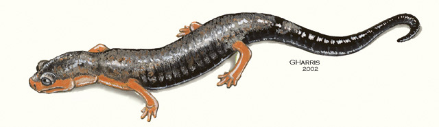 Bolitoglossa_pesruba