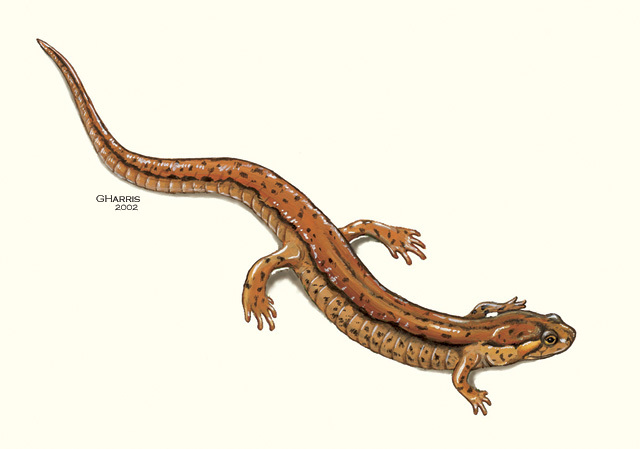 Vertebrata