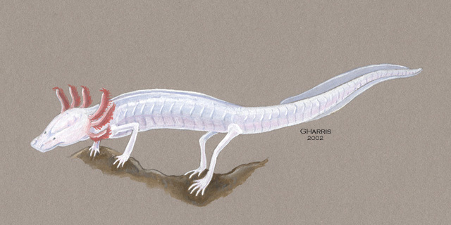 Vertebrata