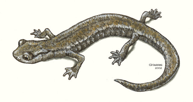 Plethodontidae