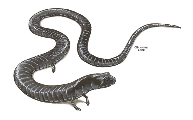 Vertebrata