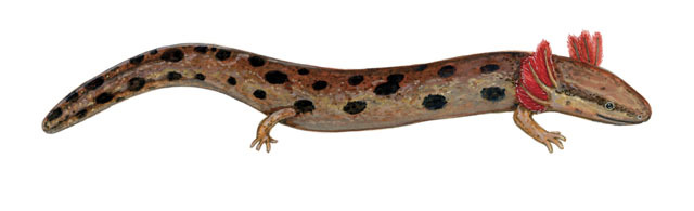 Necturus