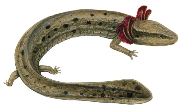 Necturus maculosus