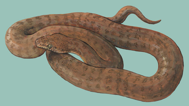 Deuterostomia