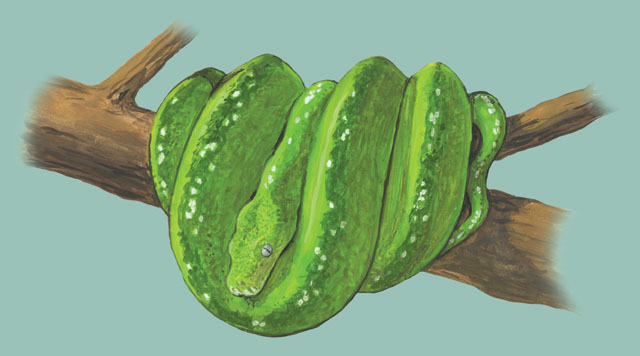 Morelia viridis