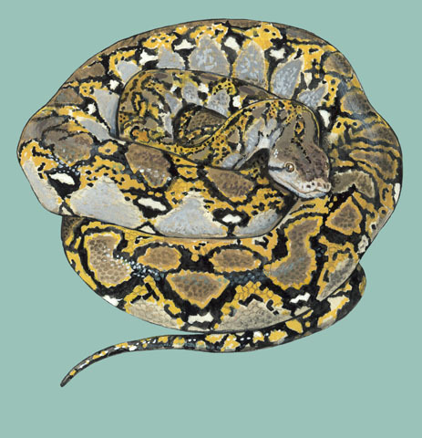 Python_reticulatus