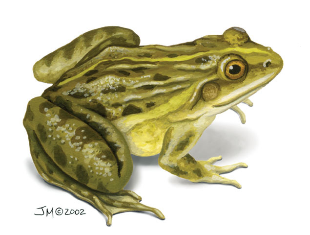 Hoplobatrachus