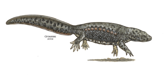 Vertebrata