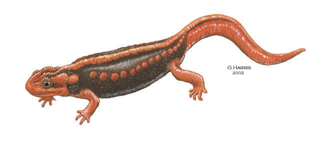 Tylototriton