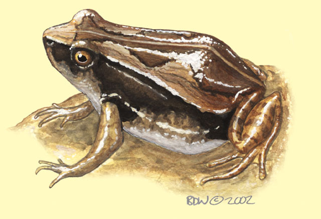 Vertebrata