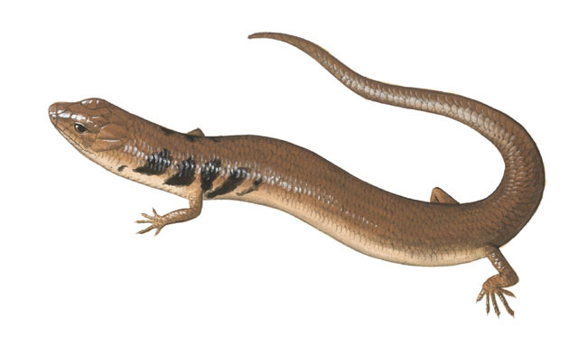 Vertebrata