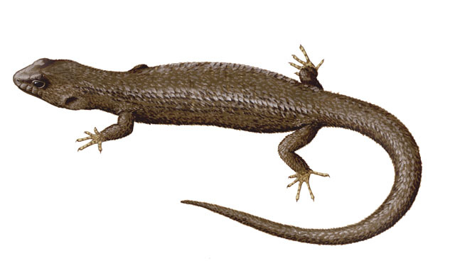 Squamata