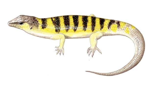 Deuterostomia