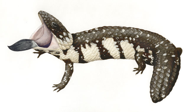 Vertebrata