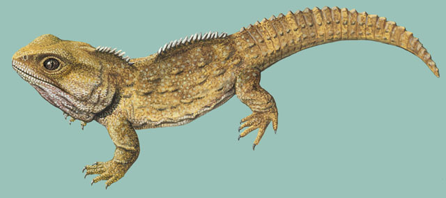 Rhynchocephalia