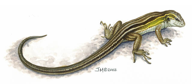 Squamata