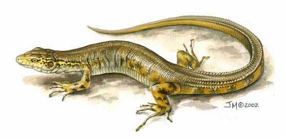 Deuterostomia